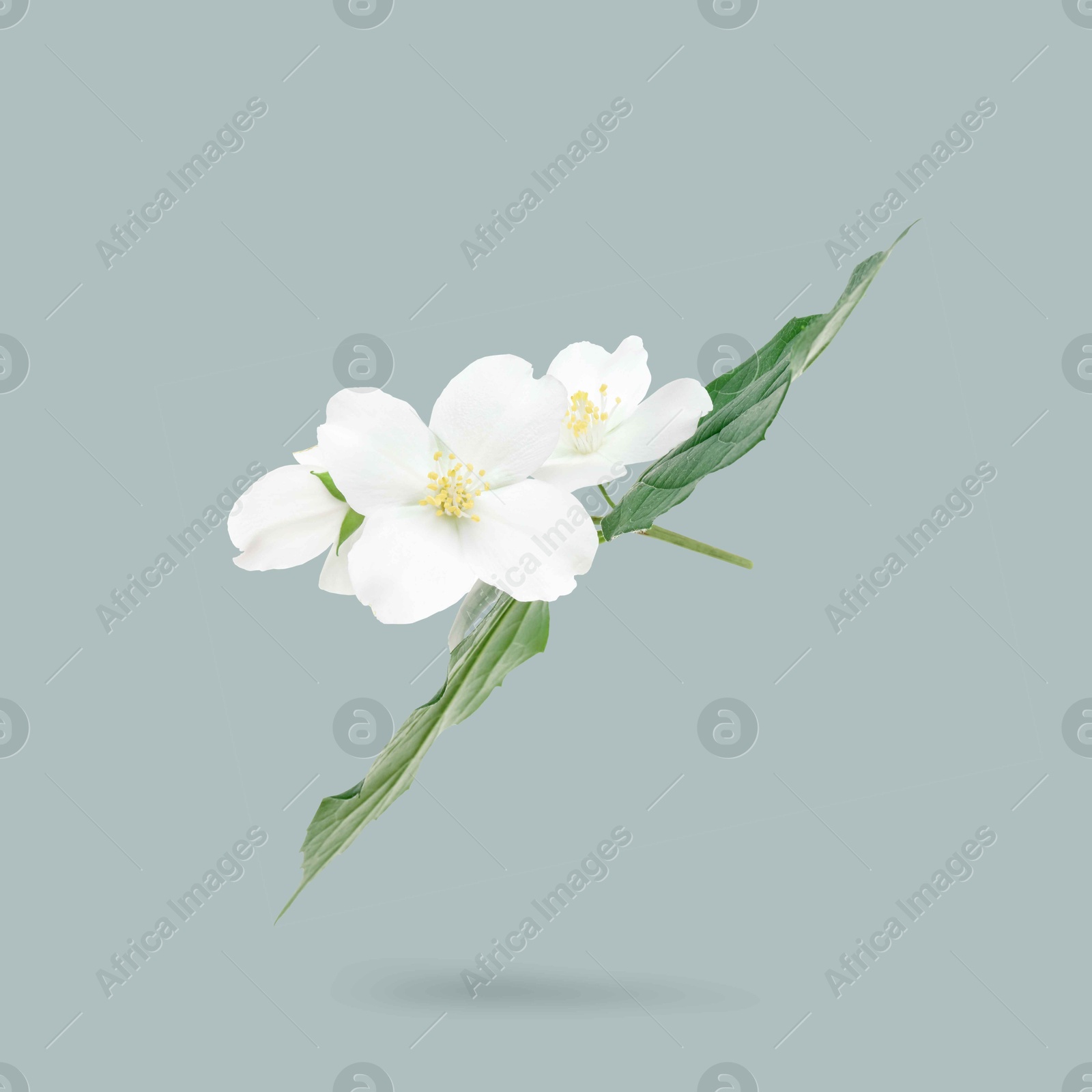 Image of Jasmine flowers and green leaves in air on grey background. Blooming plant