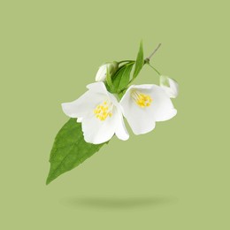 Image of Jasmine flowers and leaves in air on green background. Blooming plant