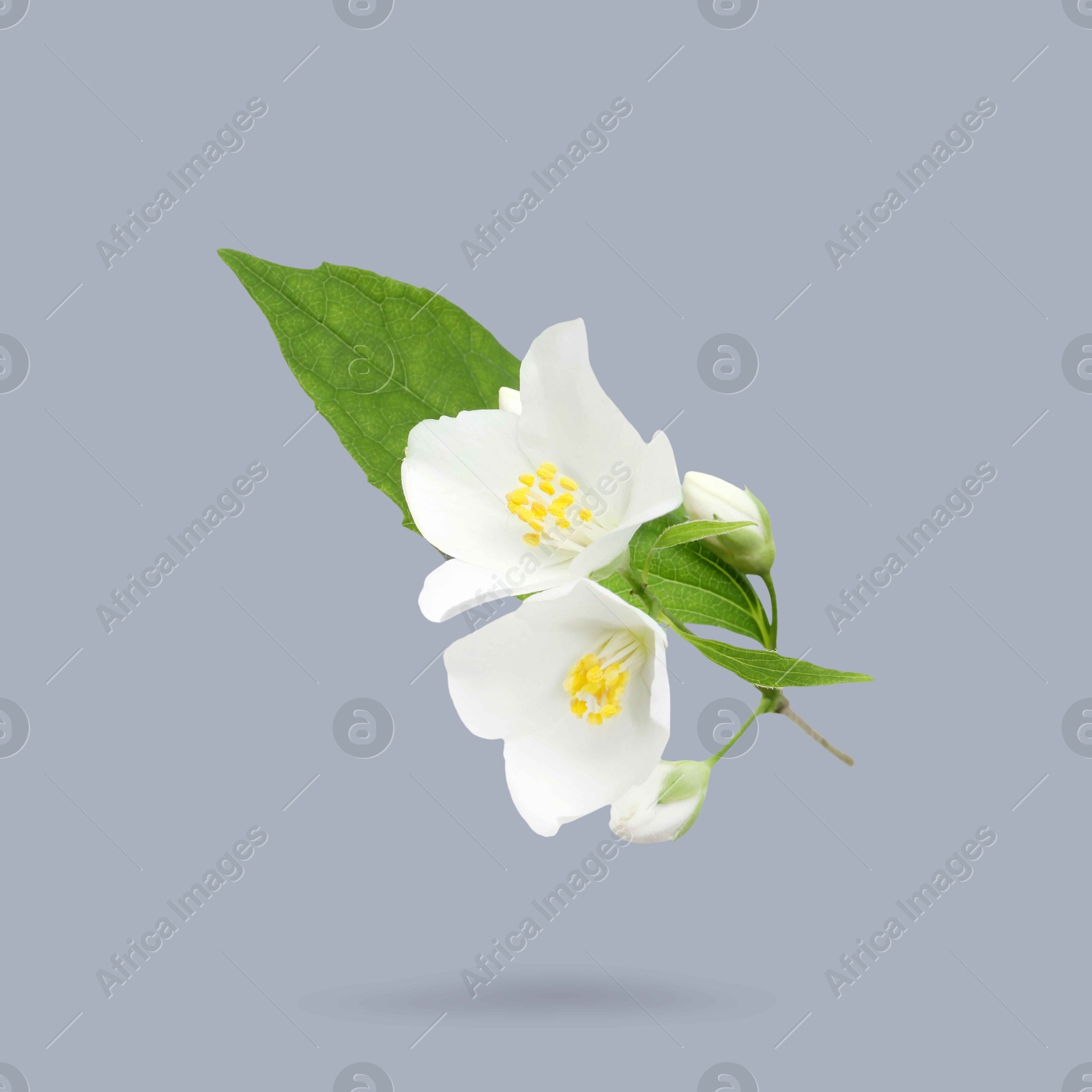 Image of Jasmine flowers and green leaves in air on grey background. Blooming plant