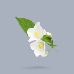 Image of Jasmine flowers and green leaves in air on grey background. Blooming plant