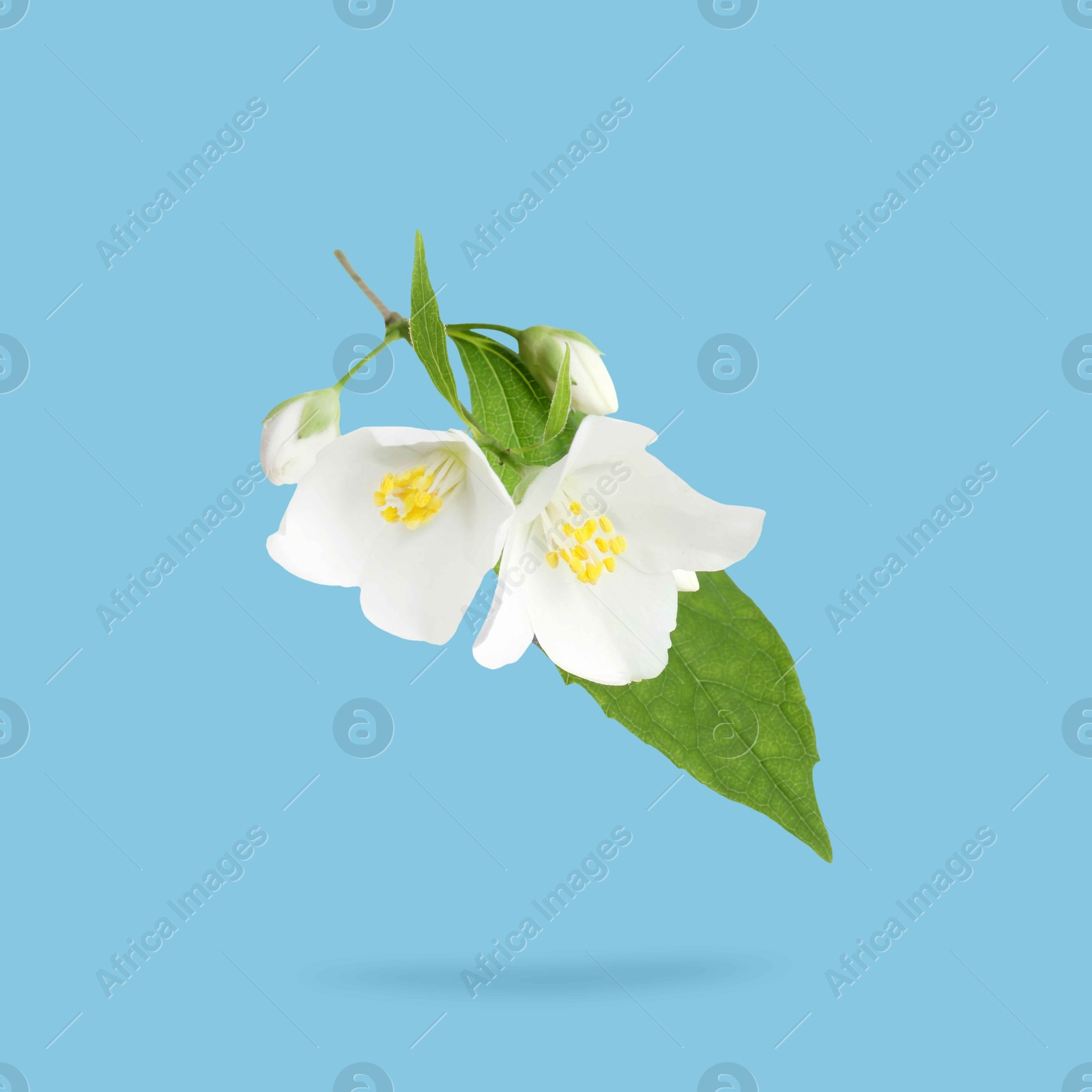 Image of Jasmine flowers and green leaves in air on light blue background. Blooming plant