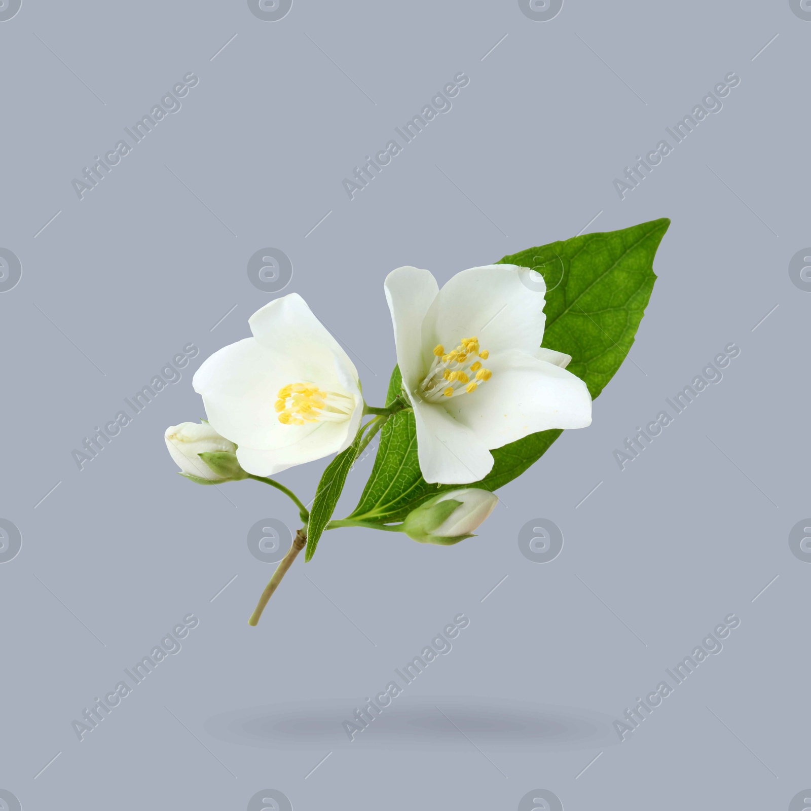 Image of Jasmine flowers and green leaves in air on grey background. Blooming plant