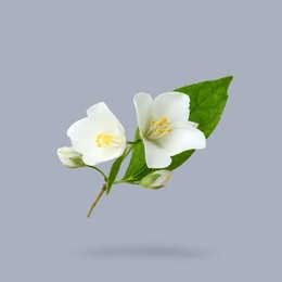 Image of Jasmine flowers and green leaves in air on grey background. Blooming plant