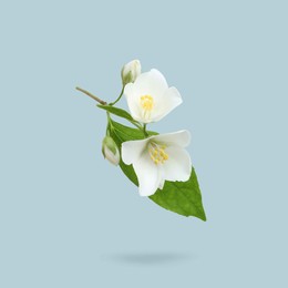 Image of Jasmine flowers and green leaves in air on light greyish blue background. Blooming plant