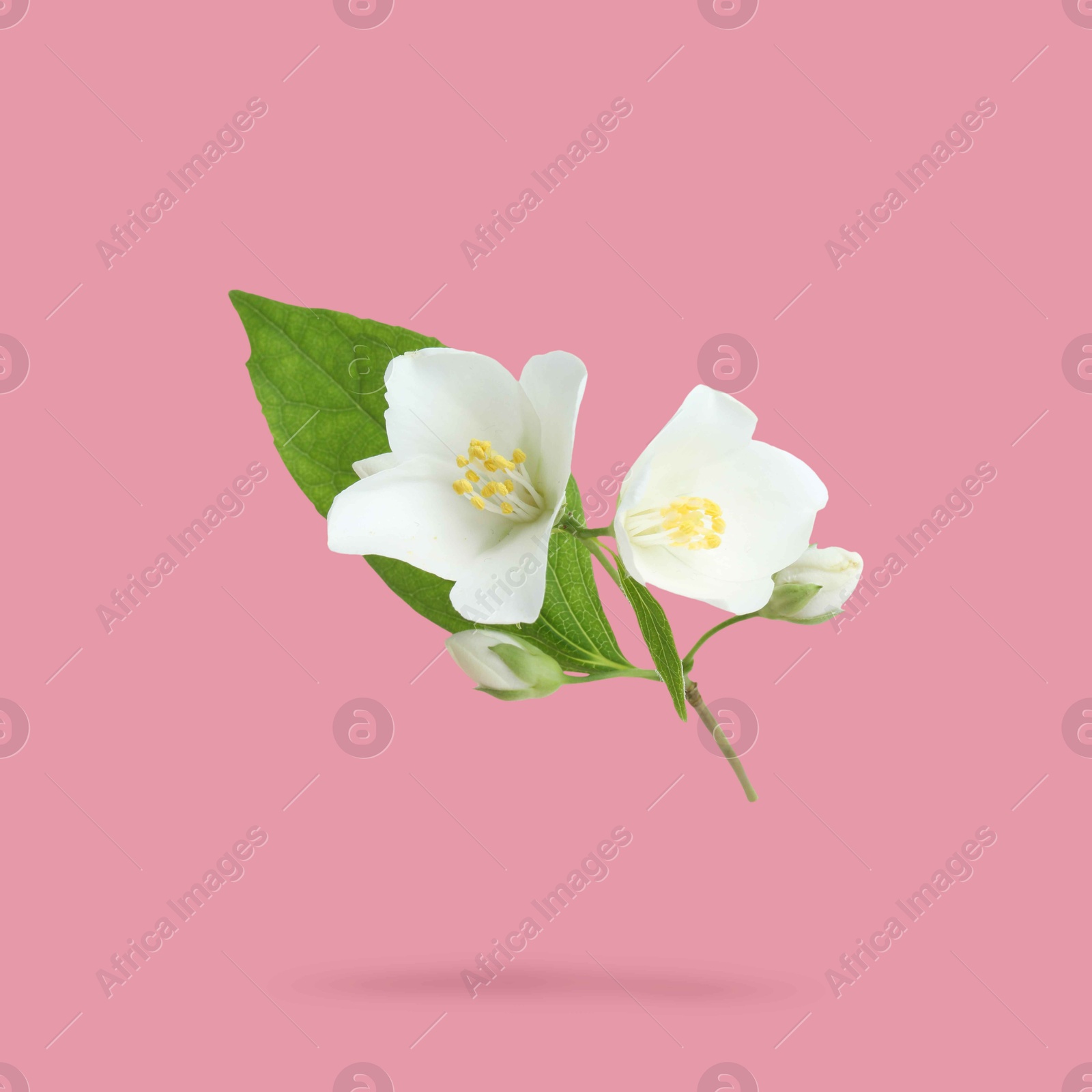 Image of Jasmine flowers and green leaves in air on pink background. Blooming plant