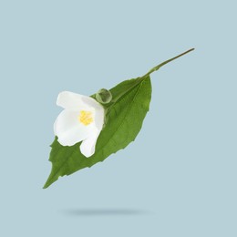 Image of Jasmine flower and green leaf in air on light greyish blue background. Blooming plant