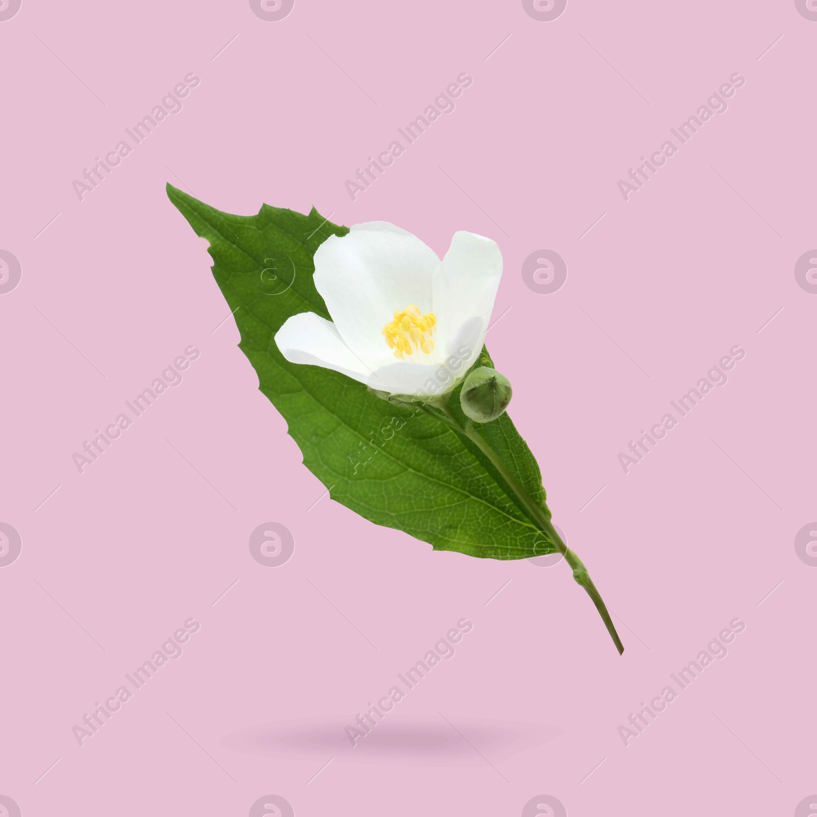 Image of Jasmine flower and green leaf in air on pink background. Blooming plant