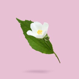 Image of Jasmine flower and green leaf in air on pink background. Blooming plant