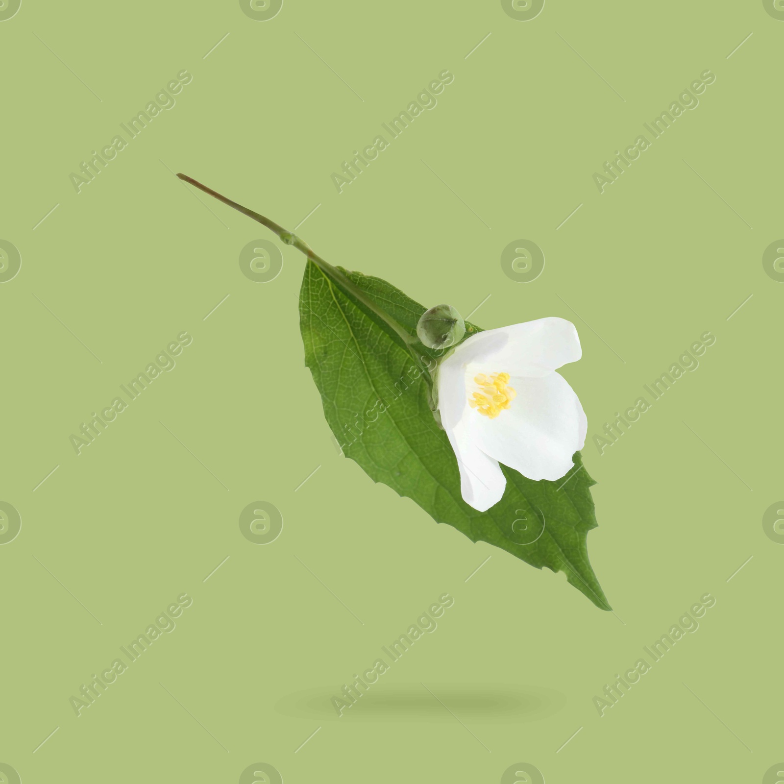 Image of Jasmine flower and green leaf in air on green background. Blooming plant