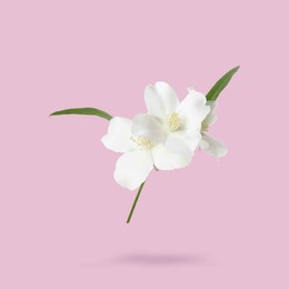 Image of Jasmine flowers and green leaves in air on pink background. Blooming plant