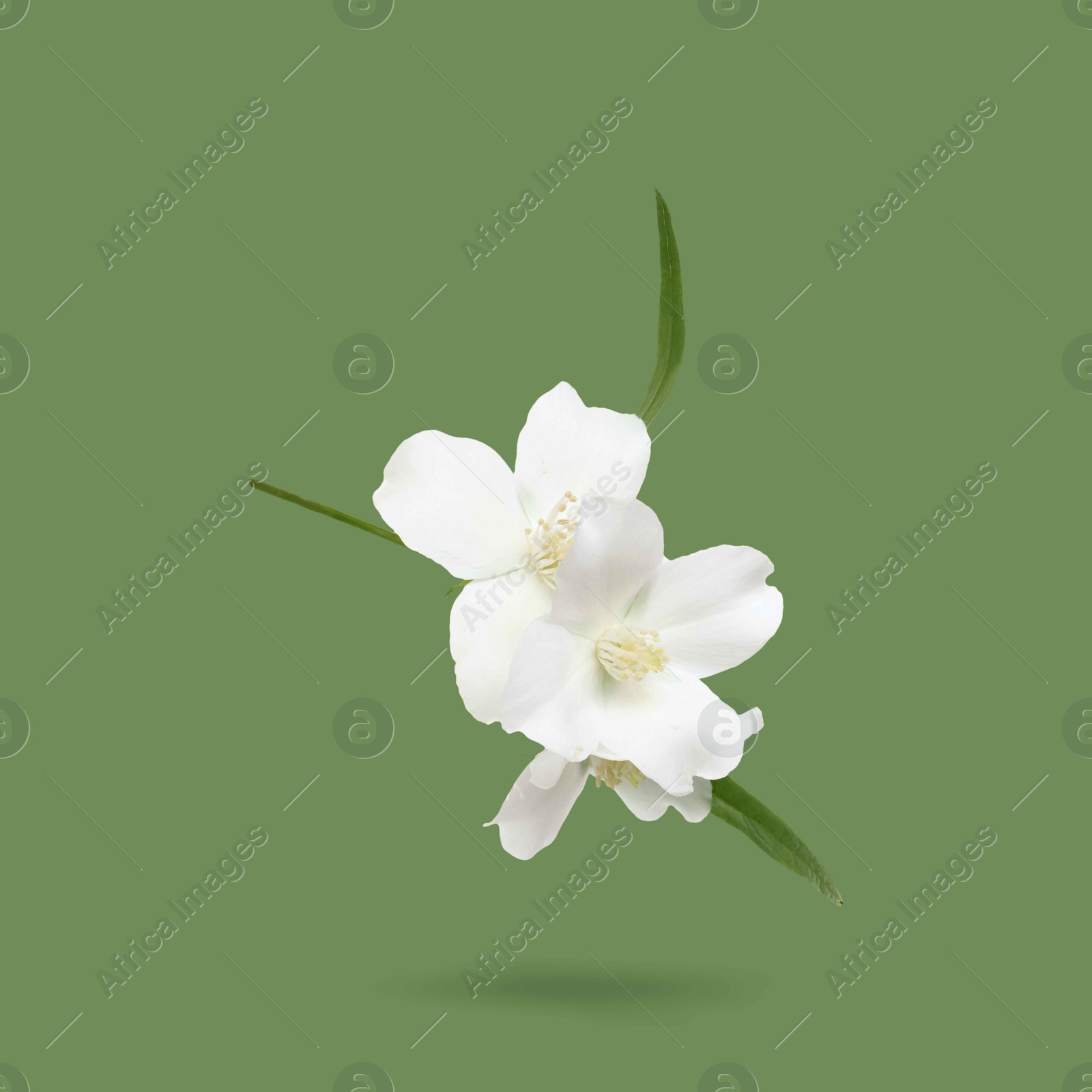 Image of Jasmine flowers and leaves in air on green background. Blooming plant