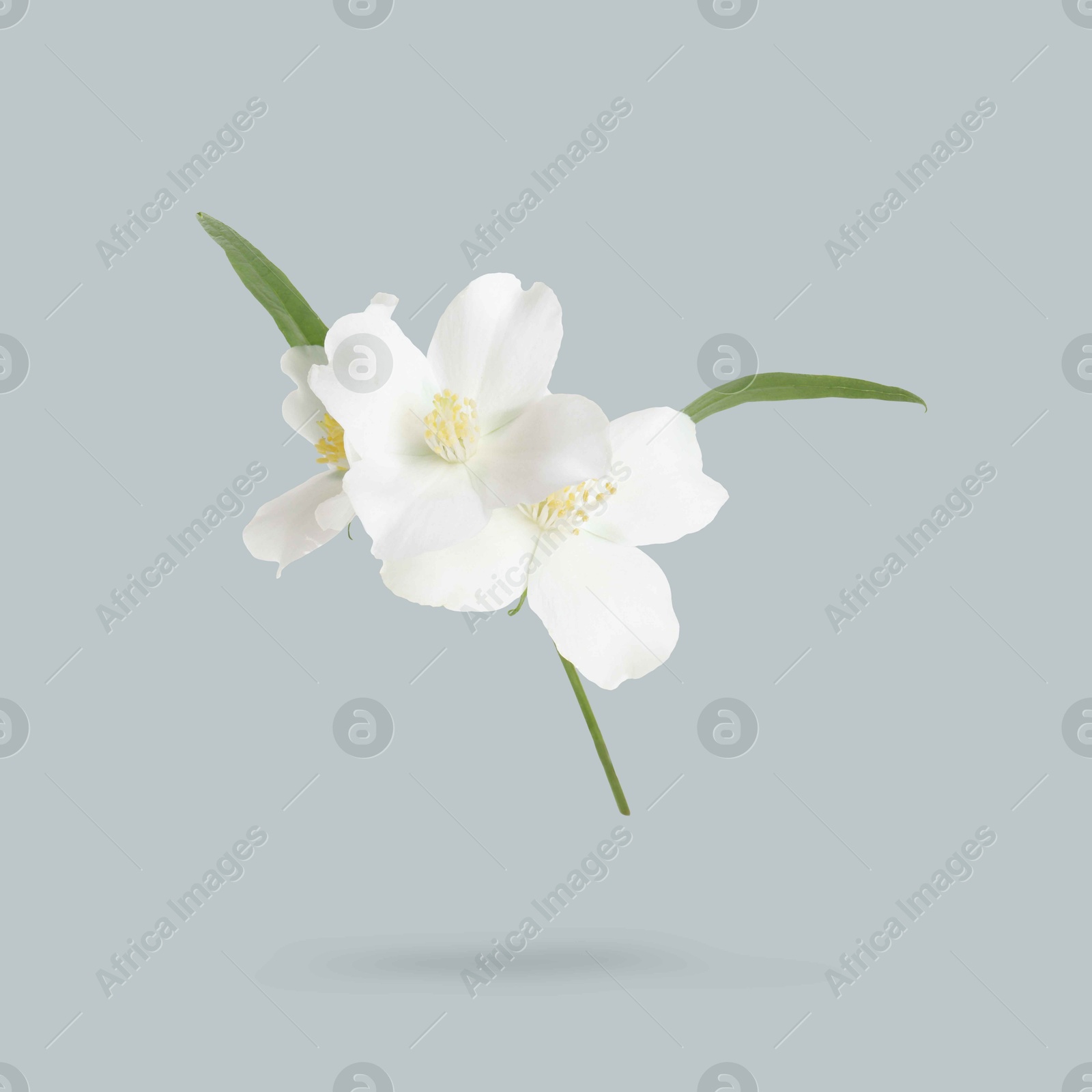 Image of Jasmine flowers and green leaves in air on grey background. Blooming plant