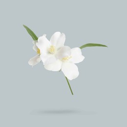 Image of Jasmine flowers and green leaves in air on grey background. Blooming plant