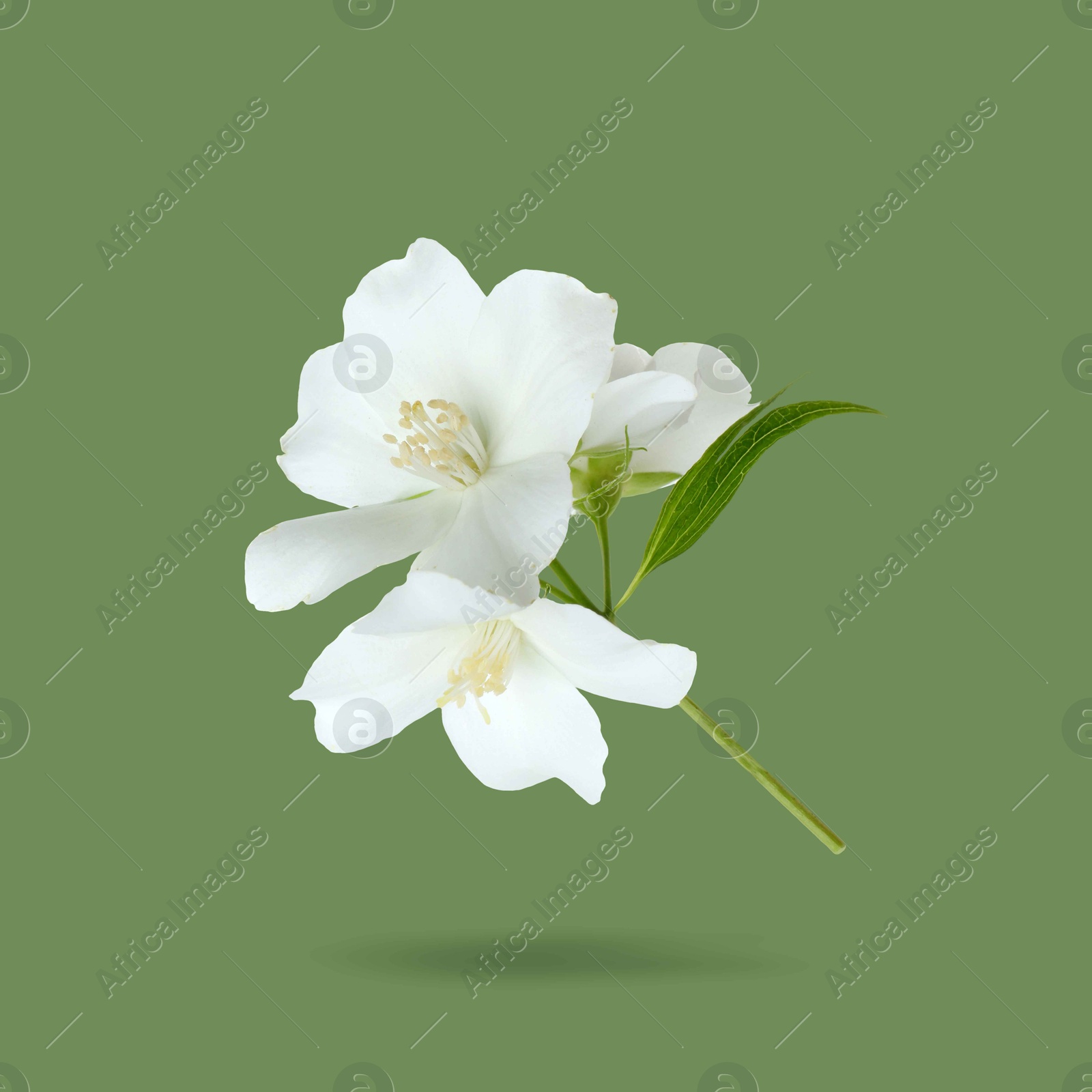 Image of Jasmine flowers in air on green background. Blooming plant