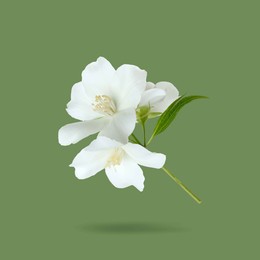 Image of Jasmine flowers in air on green background. Blooming plant