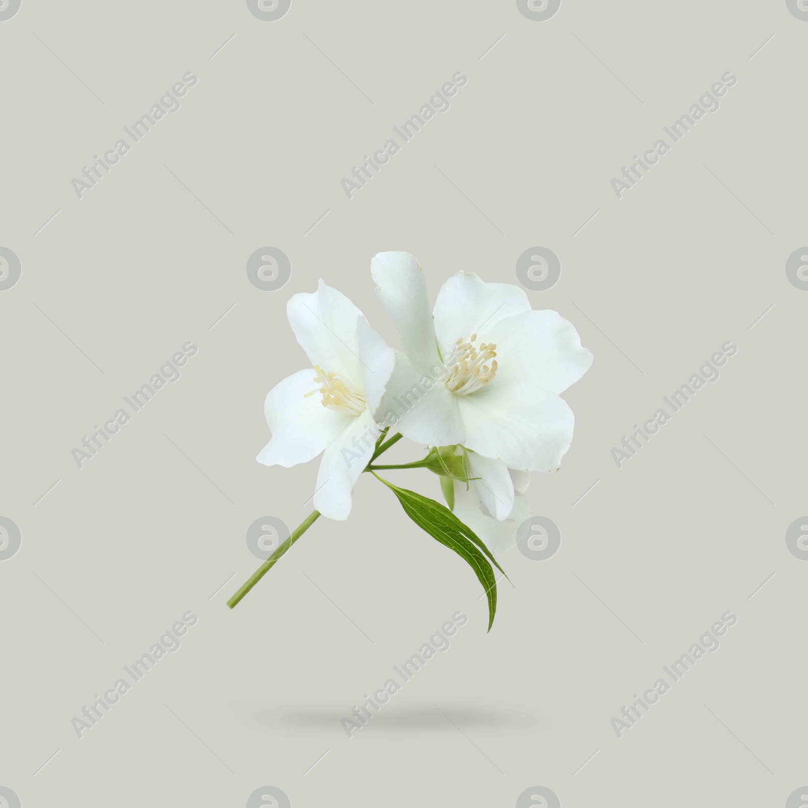 Image of Jasmine flowers in air on grey background. Blooming plant