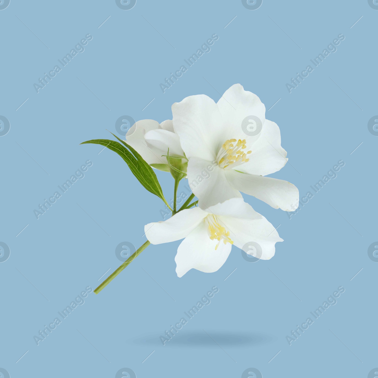 Image of Jasmine flowers in air on light blue background. Blooming plant