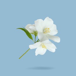 Image of Jasmine flowers in air on light blue background. Blooming plant