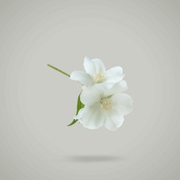 Image of Jasmine flowers in air on grey background. Blooming plant