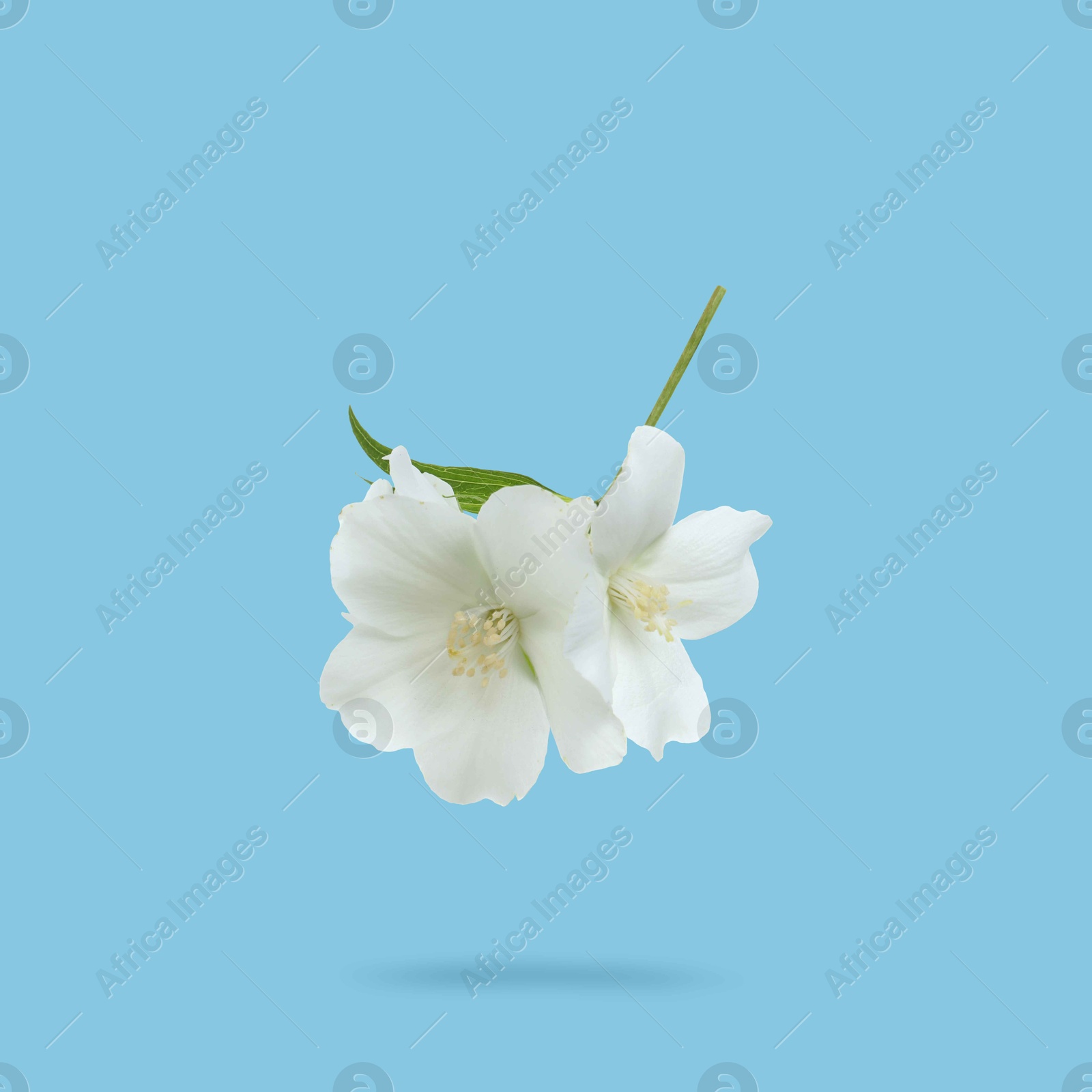 Image of Jasmine flowers in air on light blue background. Blooming plant