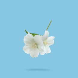 Image of Jasmine flowers in air on light blue background. Blooming plant