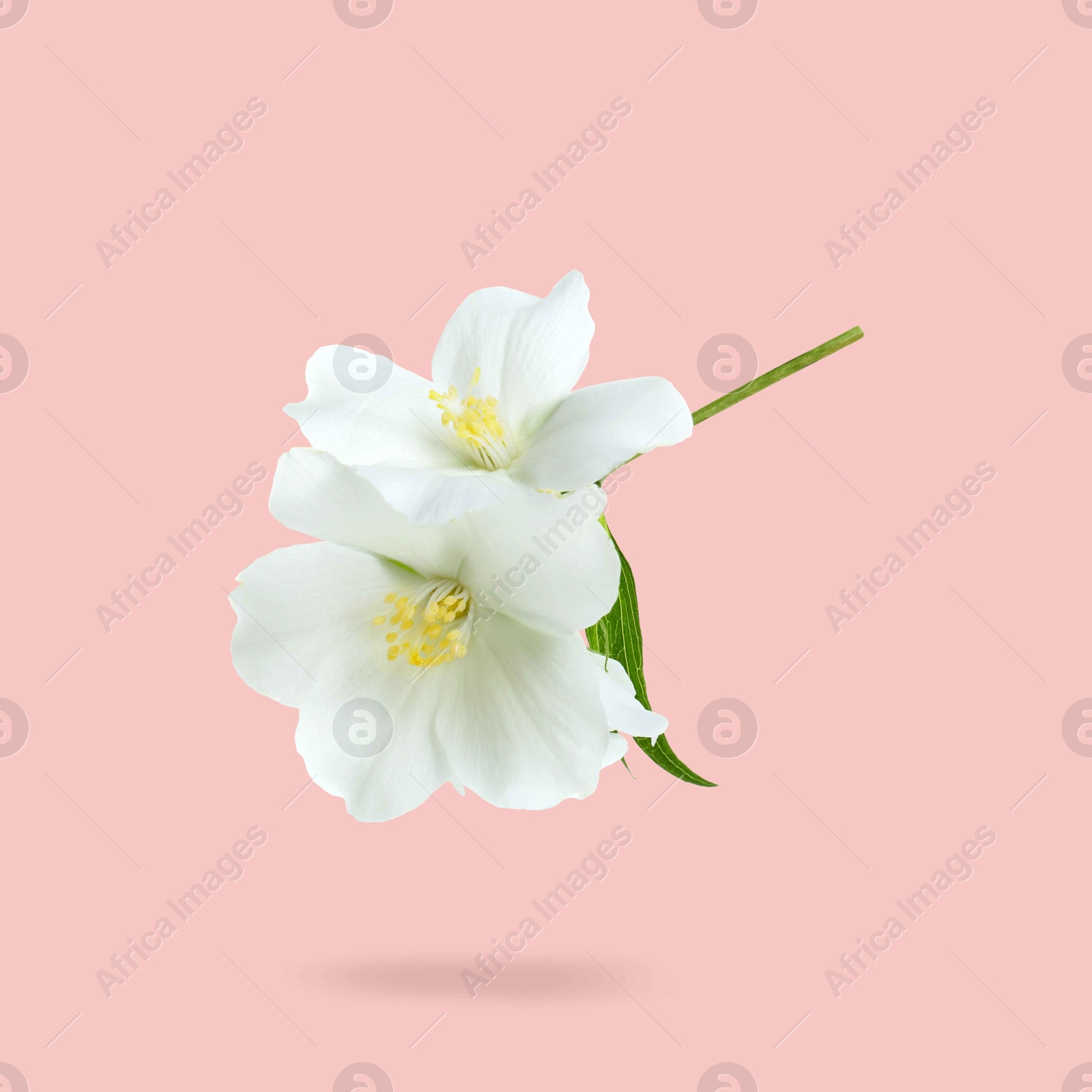 Image of Jasmine flowers in air on pink background. Blooming plant