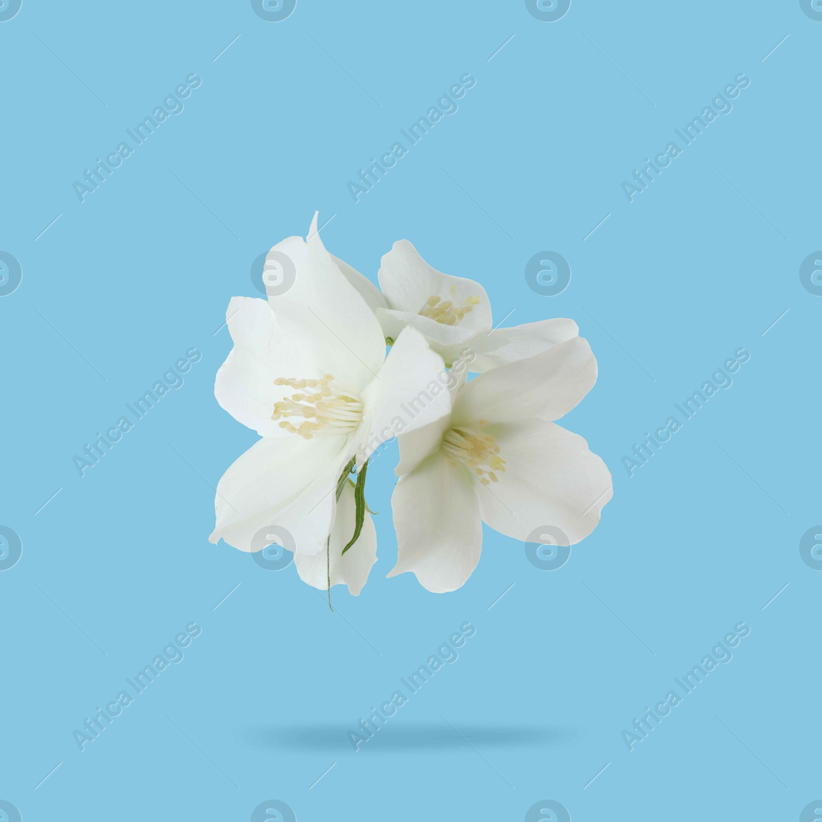 Image of Jasmine flowers in air on light blue background. Blooming plant