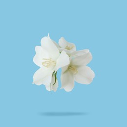 Image of Jasmine flowers in air on light blue background. Blooming plant