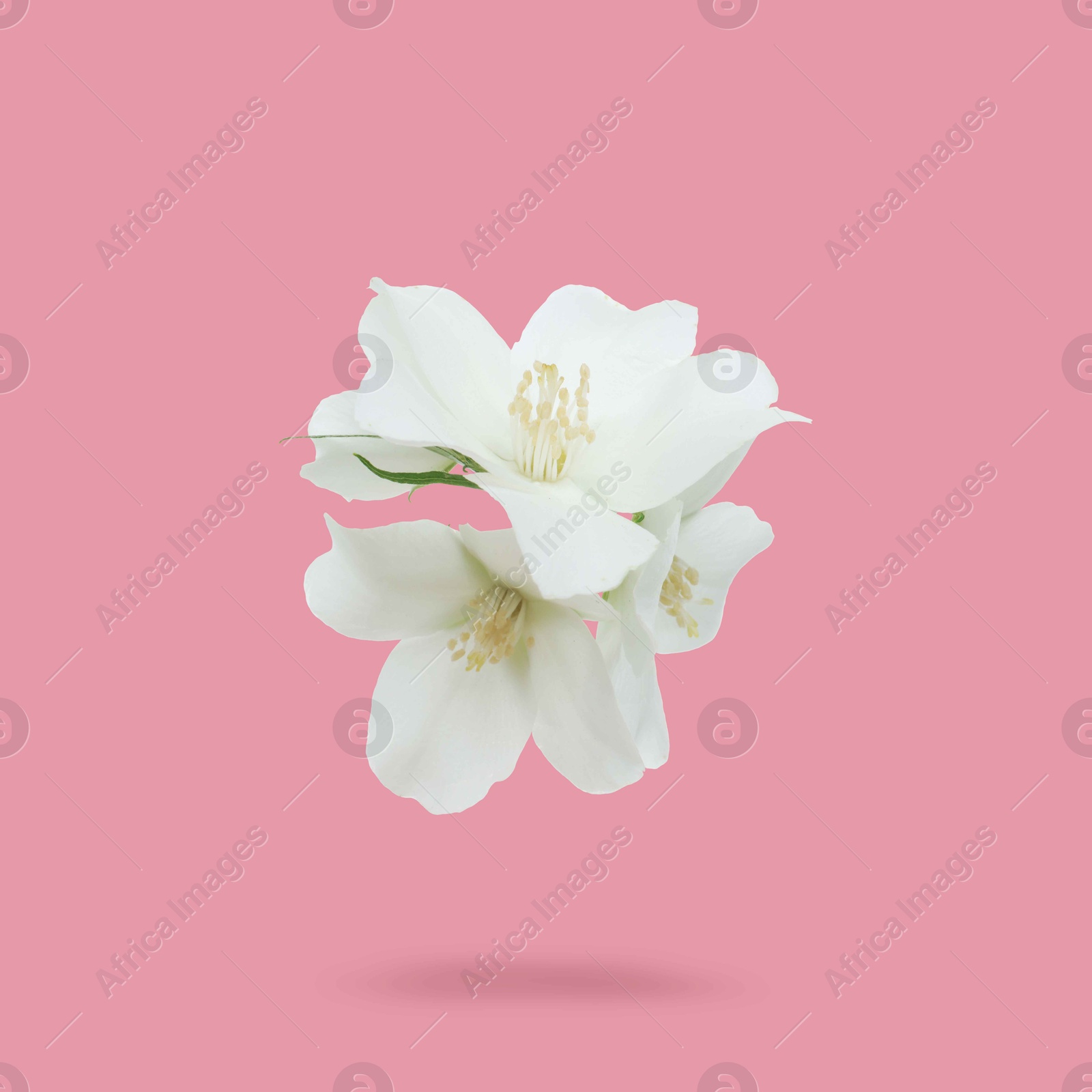 Image of Jasmine flowers in air on pink background. Blooming plant