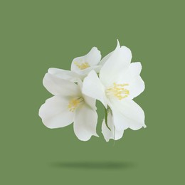 Image of Jasmine flowers in air on green background. Blooming plant