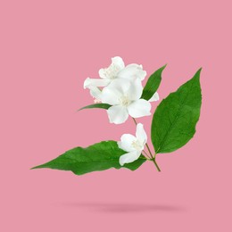 Image of Jasmine flowers and green leaves in air on pink background. Blooming plant