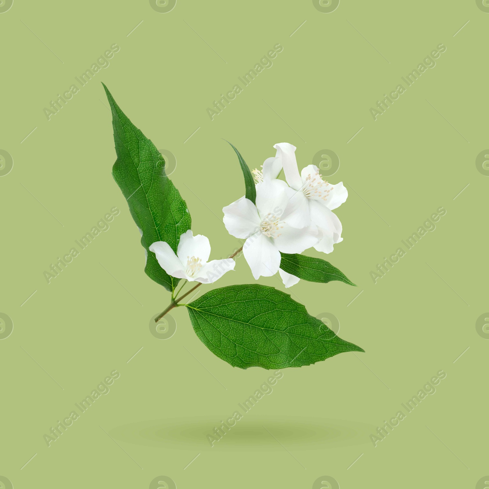 Image of Jasmine flowers and leaves in air on green background. Blooming plant