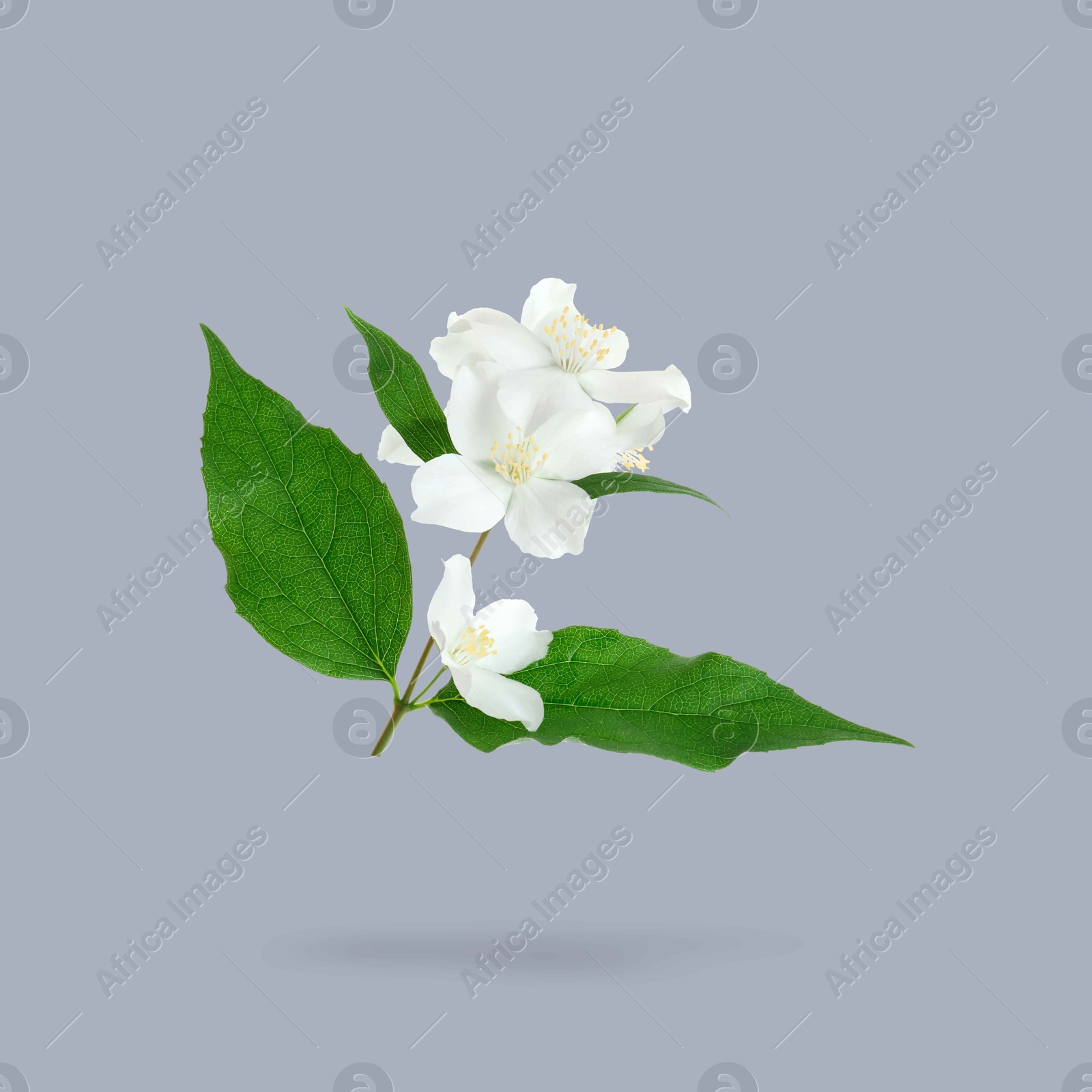 Image of Jasmine flowers and green leaves in air on grey background. Blooming plant