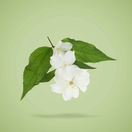 Image of Jasmine flowers and leaves in air on green background. Blooming plant