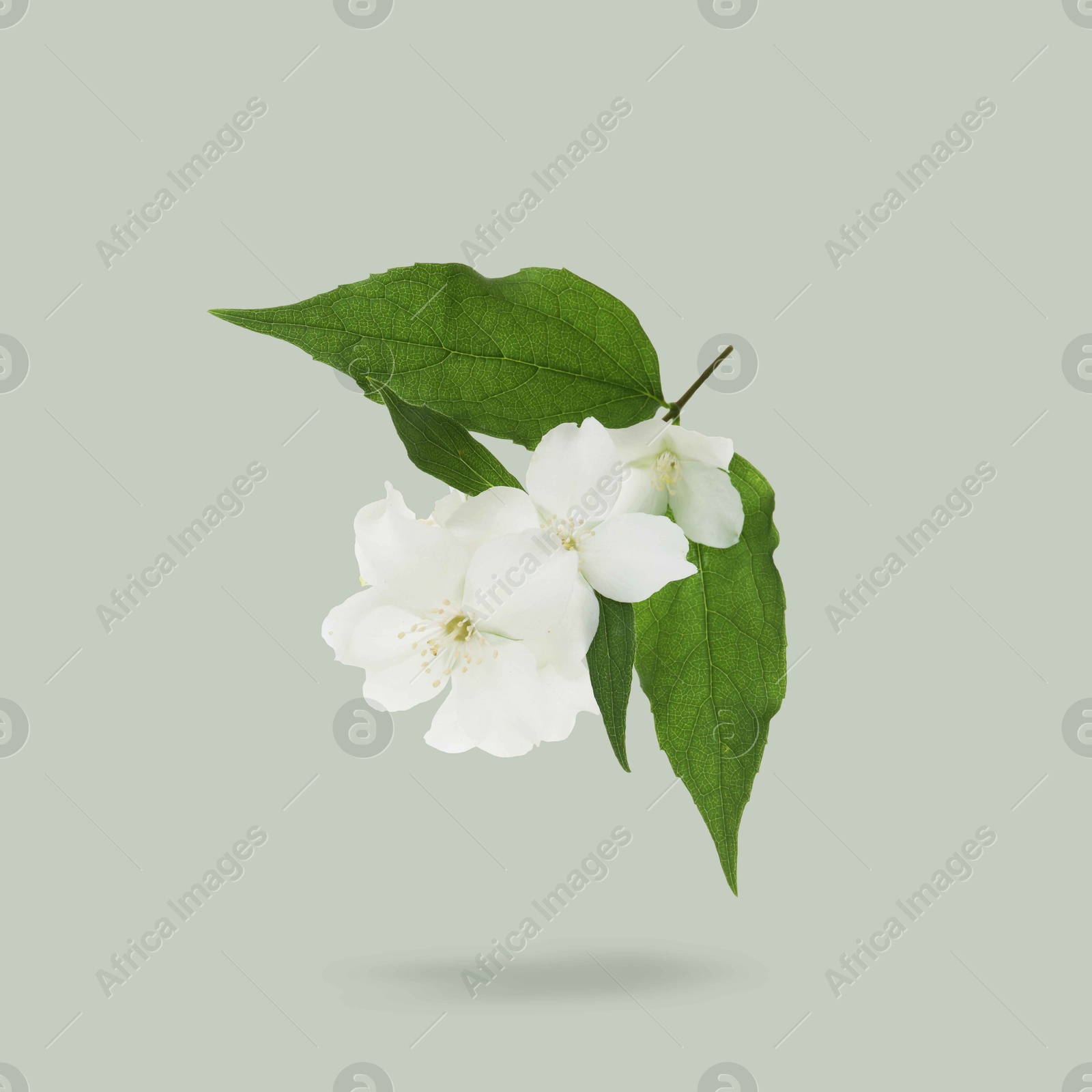 Image of Jasmine flowers and green leaves in air on grey background. Blooming plant