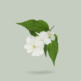 Image of Jasmine flowers and green leaves in air on grey background. Blooming plant