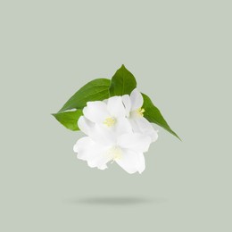 Image of Jasmine flowers and green leaves in air on grey background. Blooming plant