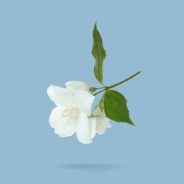 Image of Jasmine flowers and green leaves in air on greyish blue background. Blooming plant