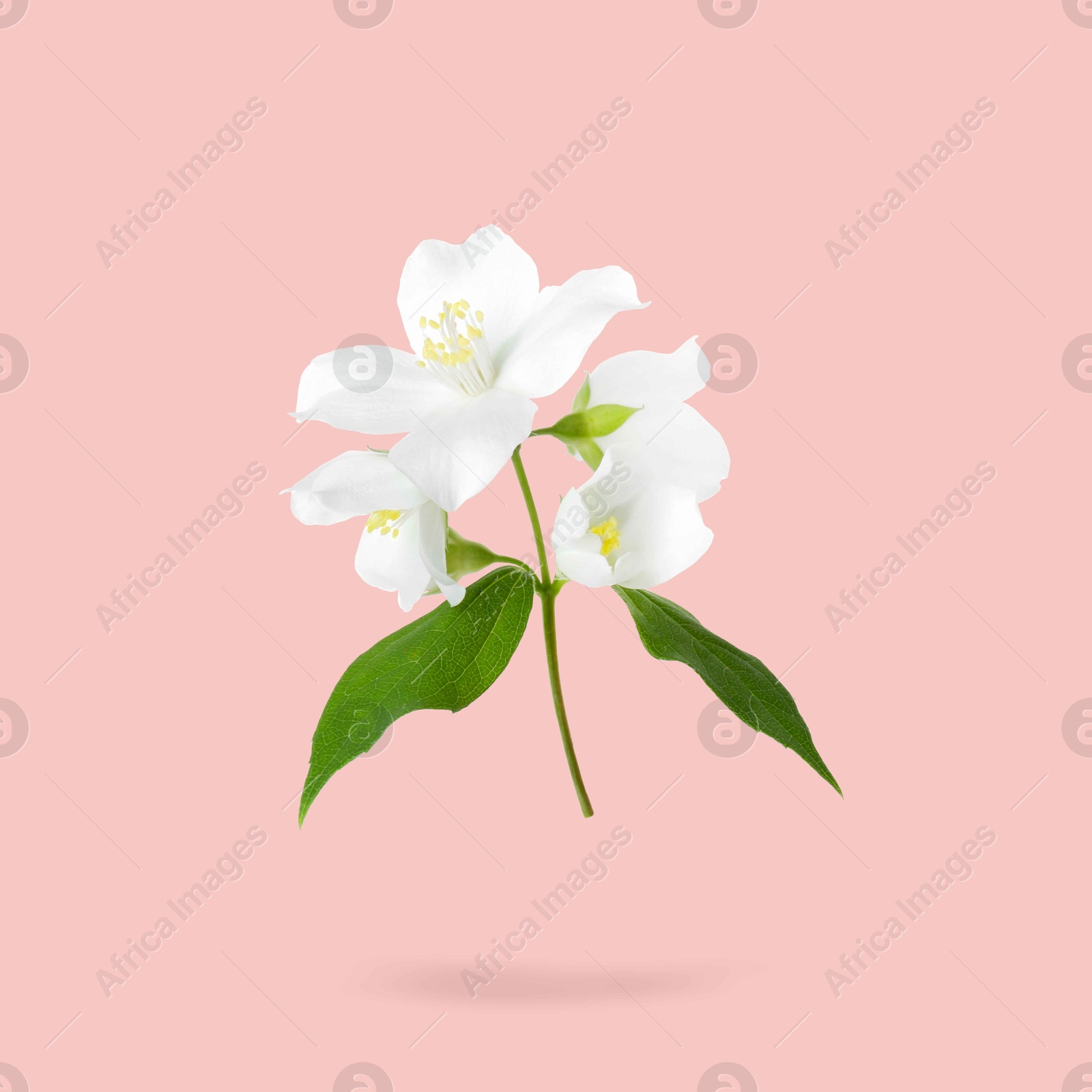 Image of Jasmine flowers and green leaves in air on pink background. Blooming plant