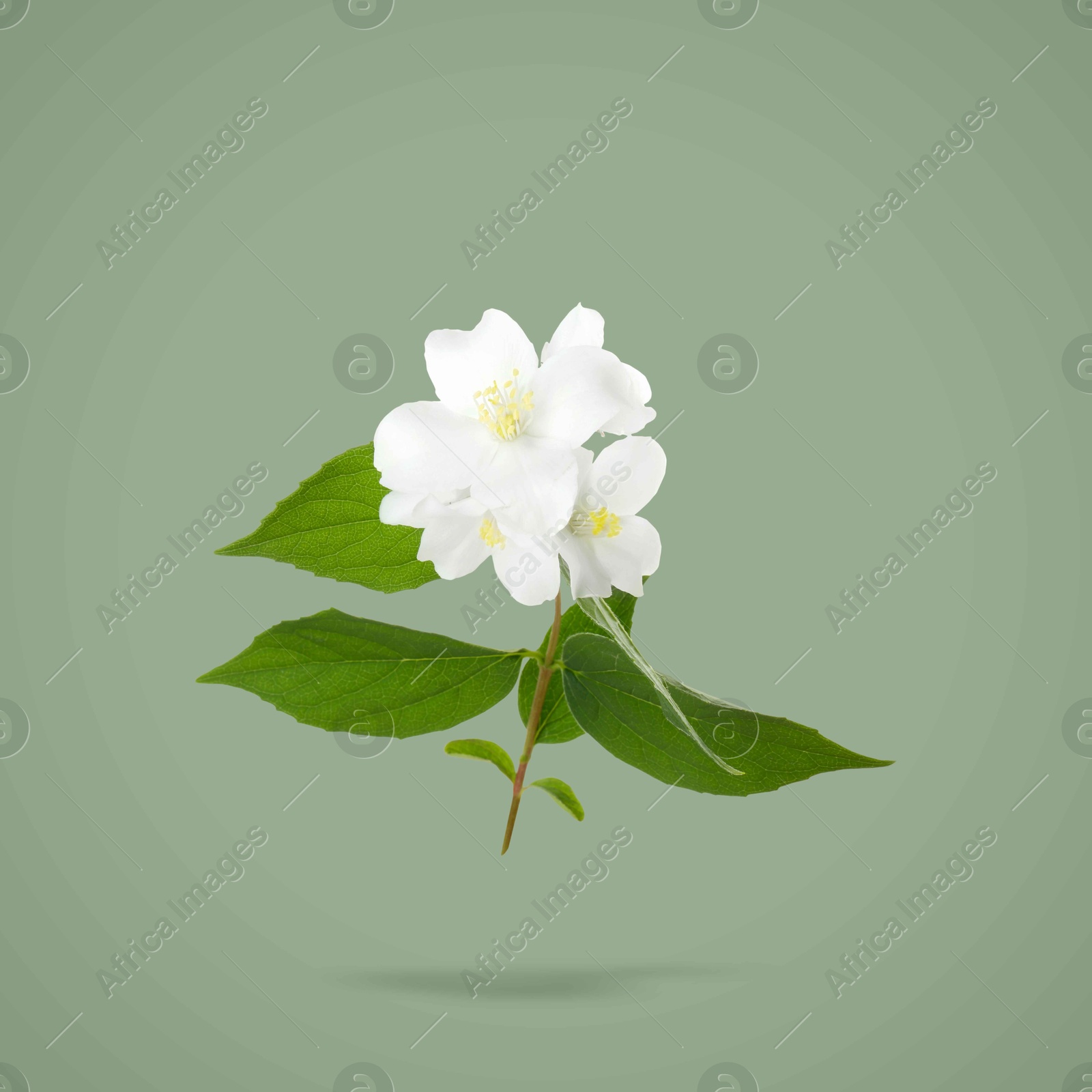 Image of Jasmine flowers and leaves in air on greyish green background. Blooming plant