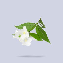 Image of Jasmine flowers and green leaves in air on grey background. Blooming plant