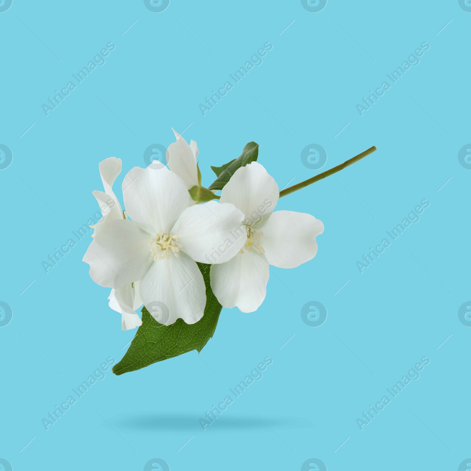 Image of Jasmine flowers and green leaves in air on light blue background. Blooming plant