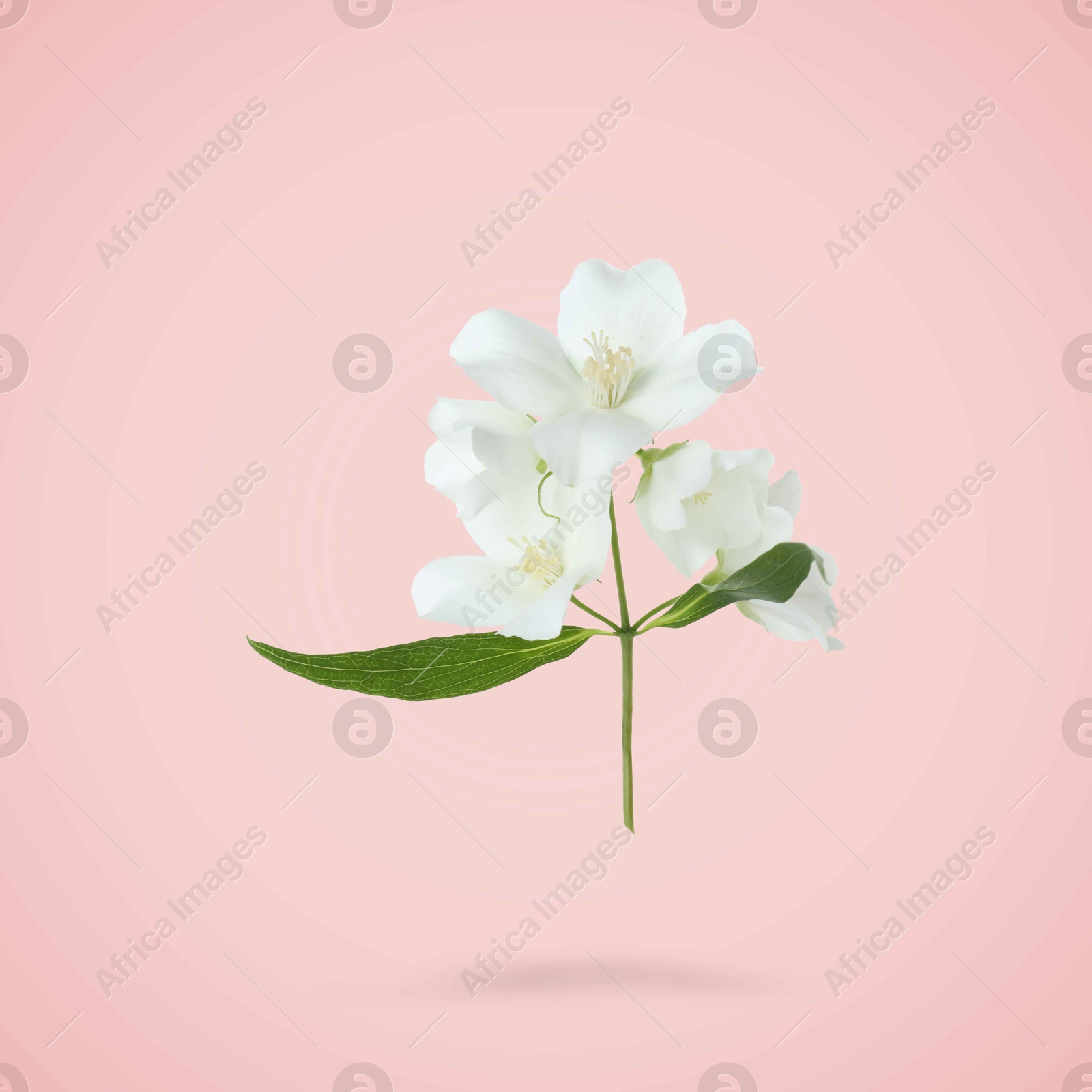 Image of Jasmine flowers and green leaves in air on pink background. Blooming plant