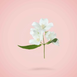 Image of Jasmine flowers and green leaves in air on pink background. Blooming plant