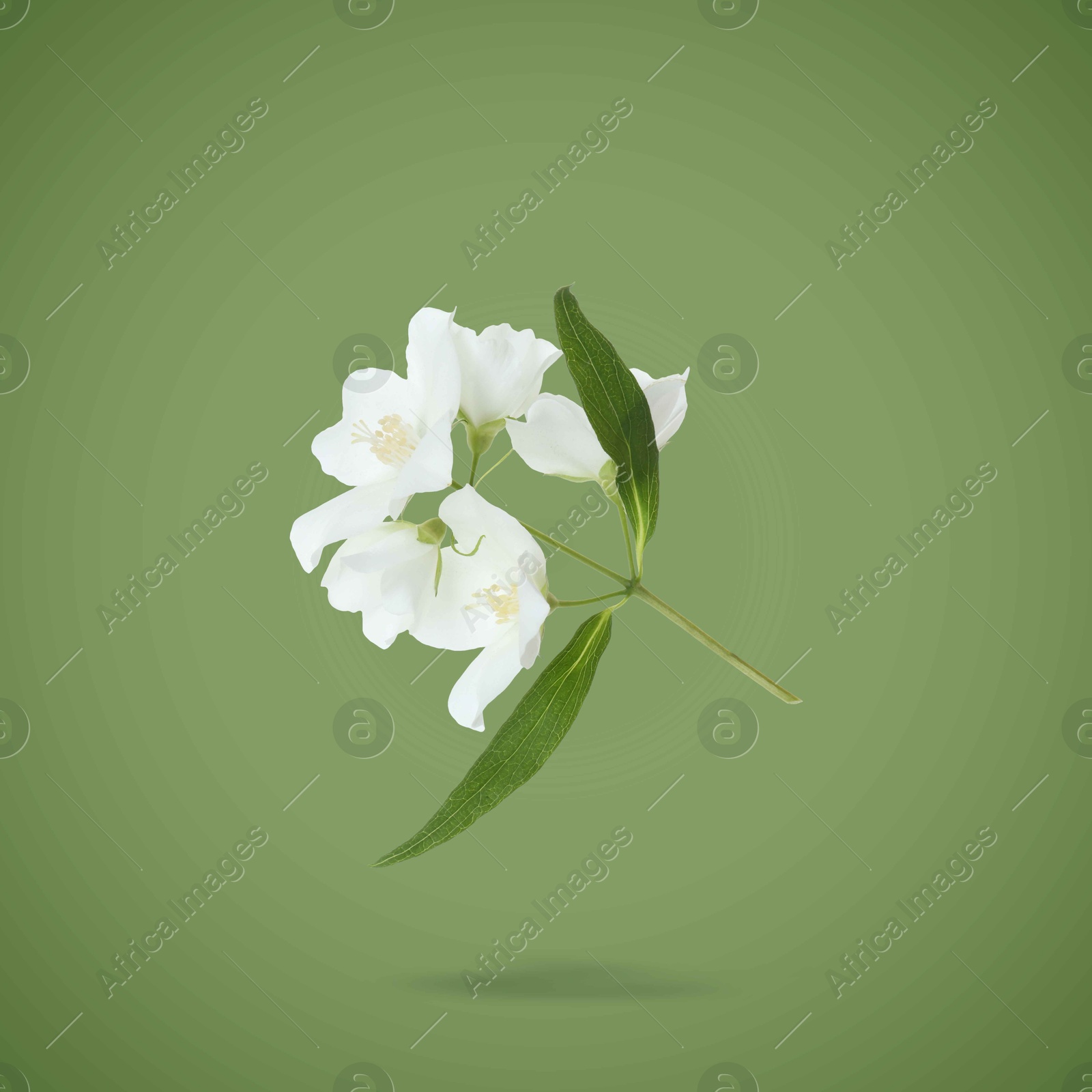 Image of Jasmine flowers and leaves in air on green background. Blooming plant