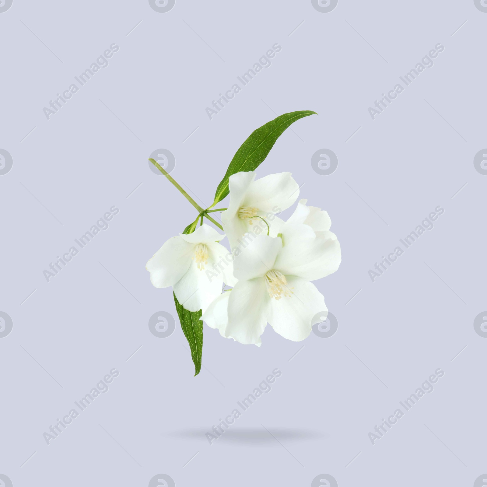 Image of Jasmine flowers and green leaves in air on light blue background. Blooming plant