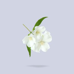 Image of Jasmine flowers and green leaves in air on light blue background. Blooming plant