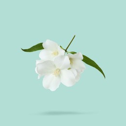 Image of Jasmine flowers and green leaves in air on light blue background. Blooming plant