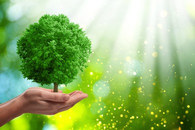 Image of Save Earth. Woman holding green tree in sunlight outdoors, closeup