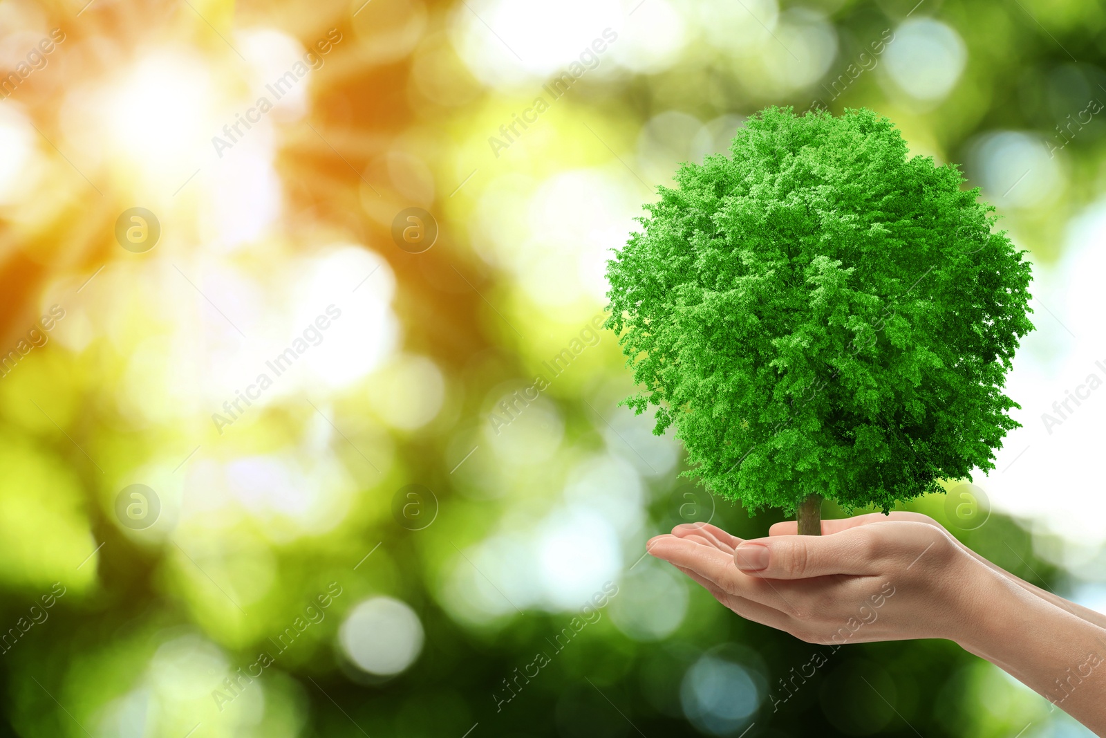 Image of Save Earth. Woman holding green tree in sunlight outdoors, closeup